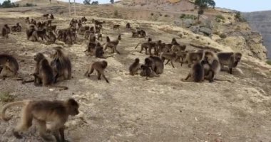 Dağda yürüyen bir grup hayvan Gelada maymunu. Theropithecus gelada, Etiyopya doğal habitatı Simien Dağları, Afrika Etiyopya vahşi yaşamı