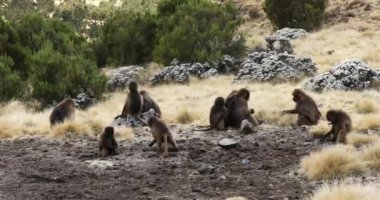 Dağ manzaralı Gelada maymunu ailesi. Theropithecus gelada, Etiyopya doğal habitatı Simien Dağları, Afrika Etiyopya vahşi yaşamı