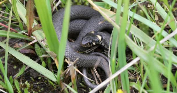 Closeup Small Non Venomous Grass Snake Natural Habitat Defend Pose — Stockvideo