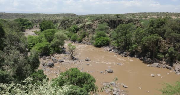 River Awash Awash National Park Waterfalls Awash Wildlife Reserve South — Stok video