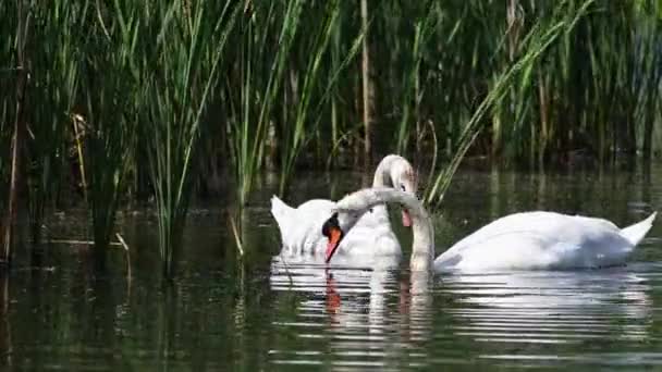 Wild Bird Mute Swan Couple Cygnus Olor Feeding Spring Pond — Stockvideo