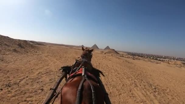 Βόλτα Άλογα Στην Έρημο Κοντά Πυραμίδες Στο Οροπέδιο Της Γκίζας — Αρχείο Βίντεο