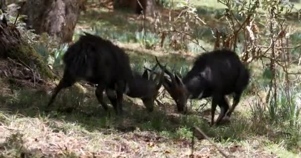 Lucha Contra Dos Animales Endémicos Menelik Bushbuck Hábitat Natural Tragelaphus — Vídeo de stock