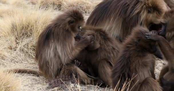 Dítě Endemického Zvířete Opice Gelada Skále Ohrožené Theropithecus Gelada Etiopském — Stock video