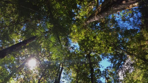 Dense Tropical Rain Forest Treetop San Gerardo Dota Forest Green — Stock video