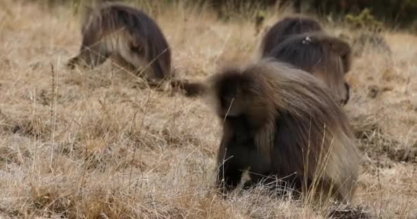草原での固有の動物ゲラダ猿の餌の男性グループ テロピテクス ゲラーダ シミエン山脈 アフリカエチオピア野生動物 — ストック動画