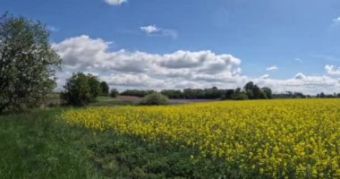 Timelapse, moving white clouds over green summer landscape with blue sky. Yellow flowering rape field. Czech highland vysocina european countryside