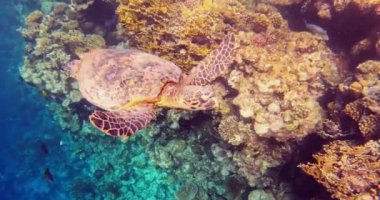 Adult green sea turtle, Chelonia mydas, swim in Marsa Alam Egypt