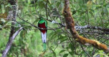 Resplendent quetzal (Pharomachrus mocinno), Guatemalan national bird. Magnificent sacred green and red iconic bird. Bird with long tail. San Gerardo de Dota, Wildlife and birdwatching in Costa Rica.