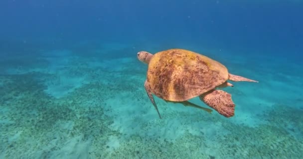 Beautiful Big Adult Green Sea Turtle Chelonia Mydas Swim Red — 비디오