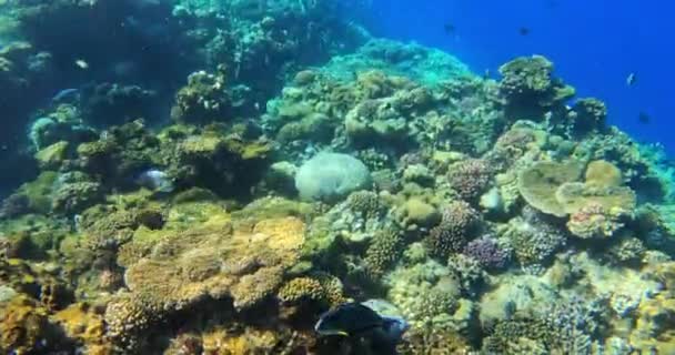 Unterwasserlandschaft Schöne Vielfalt Bunten Korallenriffen Garten Und Fische Erstaunlichen Roten — Stockvideo