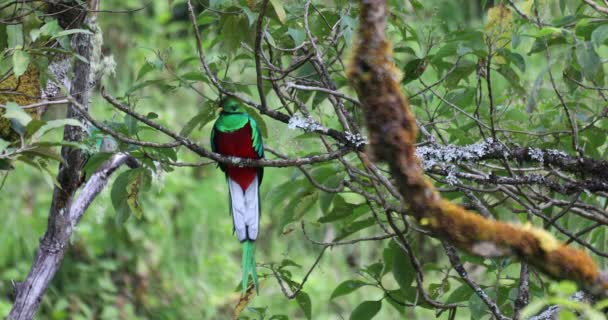 Resplendent Quetzal Pharomachrus Mocinno Guatemalan National Bird Magnificent Sacred Green — ストック動画