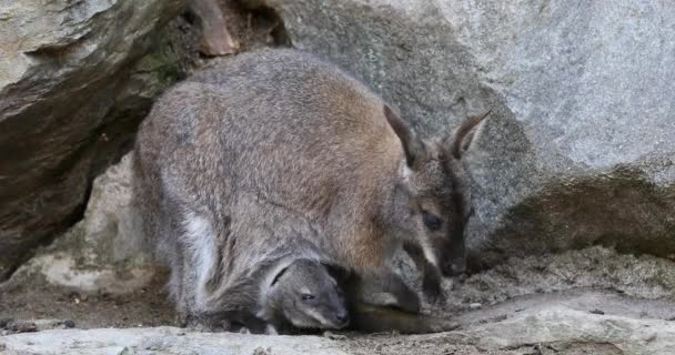 Schattig Kangoeroe Moeder Met Baby Zak Rode Nek Wallaby Macropus — Stockvideo