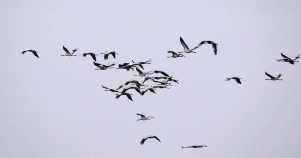 Летящее Стадо Общего Журавля Озере Миграция Хортобагский Национальный Парк Венгрия — стоковое видео