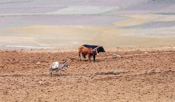 Arado Tradicional Madera Primitivo Tirado Por Vacas Región Oromia Etiopía — Foto de Stock