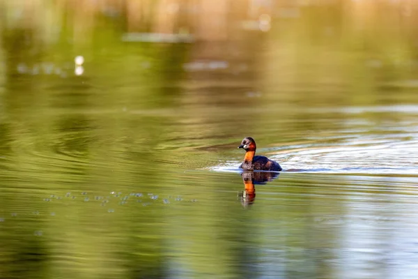 可爱的小水鸟小Grebe Tachybaptus Ruficollis 在河里游泳寻找食物 — 图库照片