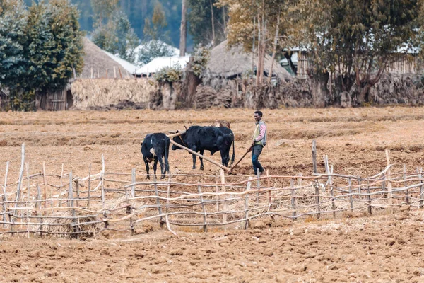 OROMIA REGION, ETHIOPIA, APRIL 19.2019, Unknown Ethiopian farmer cultivates a field with a traditional primitive wooden plow pulled by cows on April 19. 2019 in Oromia Region, Ethiopia