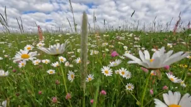 Nyári Mező Fehér Százszorszépekkel Fényképezőgép Mozog Között Fehér Százszorszépek Virágok — Stock videók