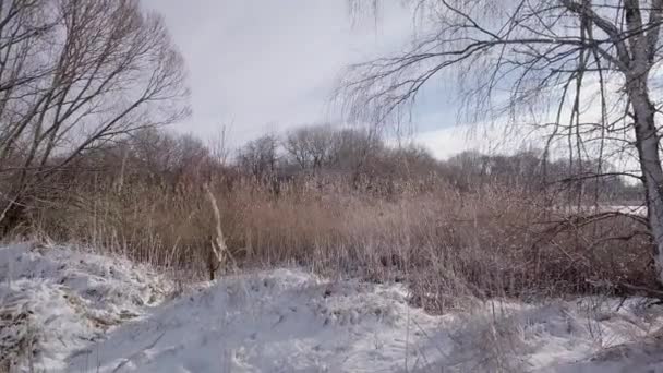 Die Kamera Bewegt Sich Einer Wunderschönen Winterlandschaft Mit Schilf Und — Stockvideo