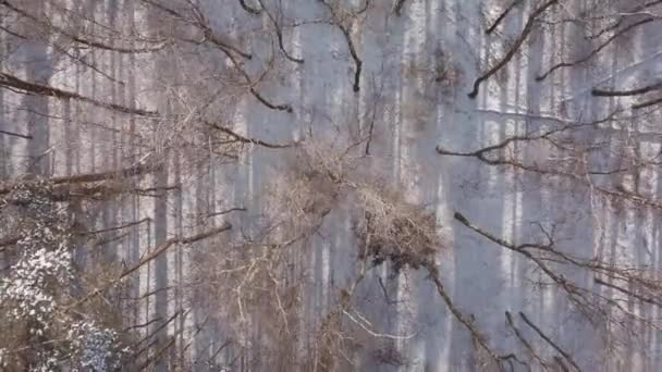 Flygfoto Över Vinter Lummiga Skog Trädtoppar Frostande Lövträd Täckta Med — Stockvideo