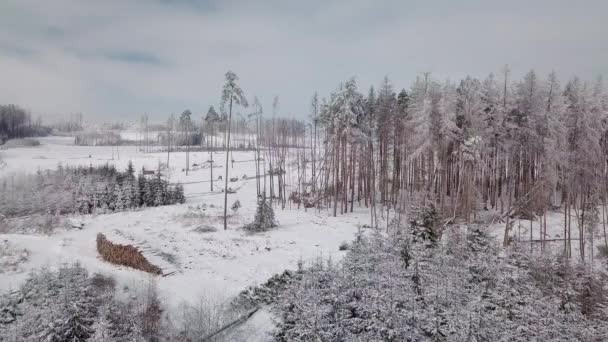Långsam Filmisk Flygning Över Vacker Vinterskog Granfrostiga Träd Täckta Med — Stockvideo