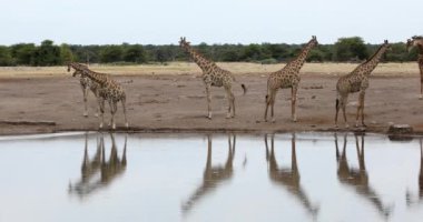 Etosha Ulusal Parkı 'ndaki su birikintisinde içen zürafa sürüsü. Namibya safarisi.