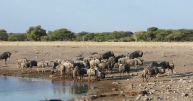 Büyük vahşi mavi antilop sürüsü Gnu su birikintisi Etosha 'dan içiyor, Namibya Afrika vahşi yaşam safarisi, tipik Afrika manzarası
