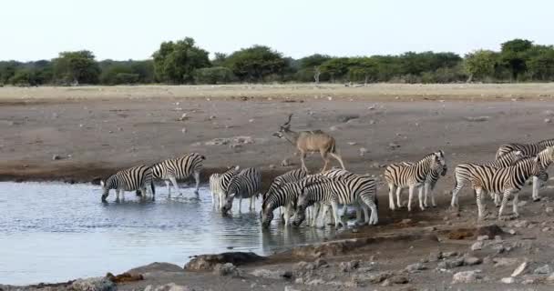 Zebra Burchell Beve Dalla Pozza Acqua Nel Parco Nazionale Etosha — Video Stock
