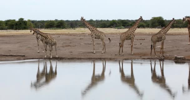 Herd Drinking Giraffe Camelopardalis Etosha National Park Waterhole Namibia Safari — Stock Video