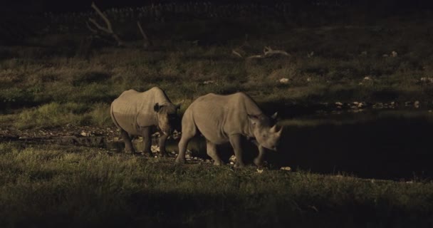 黑犀牛晚上在水坑里喝水 — 图库视频影像