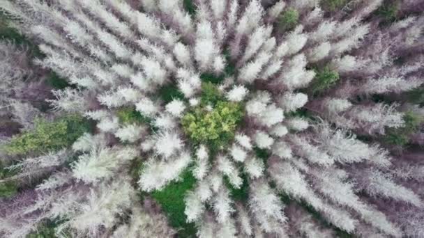 Letecký Pohled Padající Mrtvé Vrcholky Lesních Stromů Uprostřed Jednoho Zeleného — Stock video
