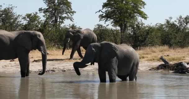 Rebanho Maior Animal Africano Majestoso Elefante Africano Loxodonta Buraco Água — Vídeo de Stock