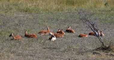 Antelope lechwe sürüsü (Kobus leche), veya Moremi oyun parkında dinlenen güney lechwe, Okavango delta, Botswana, Afrika safari yaban hayatı ve vahşi doğa