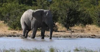 Majestic African Elephant, Loxodonta, Moremi 'deki su birikintisinde Botswana, Afrika' da vahşi yaşam safarisinde.