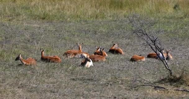 位于博茨瓦纳奥卡万戈三角洲莫雷米野生动物保护区 Moremi Game Reserve 非洲狩猎野生动物保护区 Africa Safari Wildlife 和荒野的羚羊群 Kobus — 图库视频影像