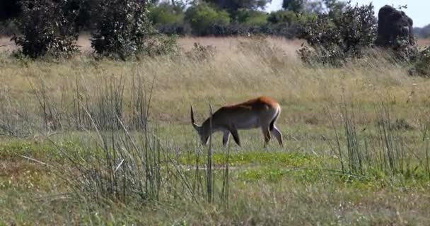 Antelope Lechwe Kobus Leche 或南部Lechwe Moremi野生动物保护区 Okavango三角洲 博茨瓦纳 非洲狩猎野生动物和荒野的雄性 — 图库视频影像