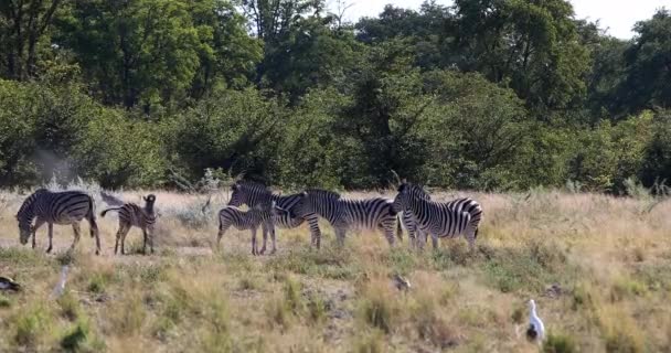 Söt Zebra Föl Med Mor Naturliga Livsmiljö Moremi Game Reservat — Stockvideo
