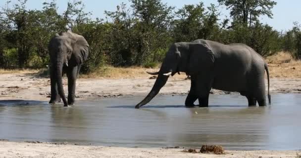아프리카에서 동물인 위풍당당 아프리카코끼리 아프리카 사파리 동물인 보츠와 물웅덩이 — 비디오