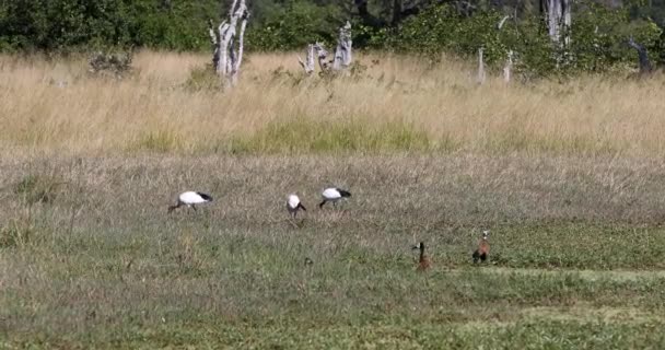 African Sacred Ibis Feeding Ground Wetland Threskiornis Aethiopicus Oiseau Commun — Video