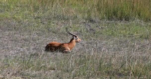 Homme Antelope Lechwe Kobus Leche Lechwe Sud Reposant Dans Réserve — Video