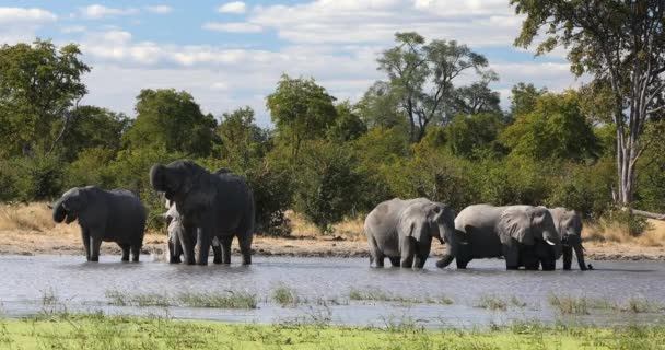 Herd Biggest African Animal Majestic African Elephant Loxodonta Waterhole Moremi — Stock Video