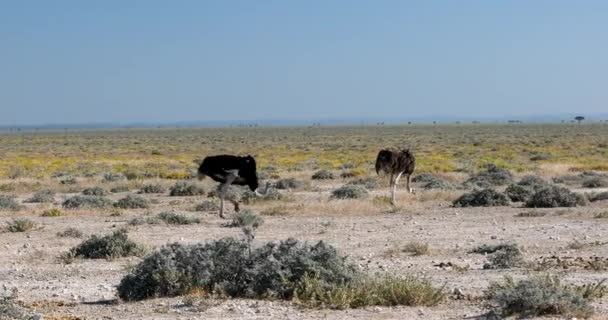 못하는 커다란 Struthio Camelus 서식지인 Etosha 노란색 평야에 동물인 사파리 — 비디오