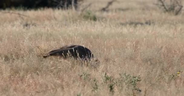 Grand Oiseau Sans Vol Kori Bustard Dans Brousse Africaine Etosha — Video