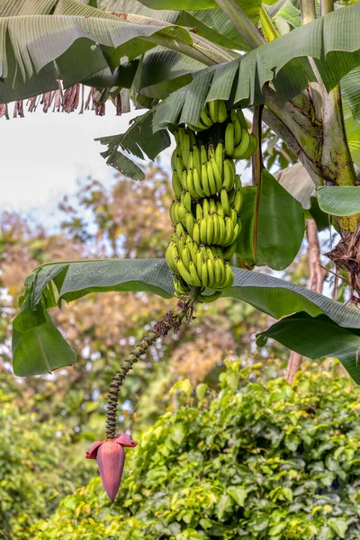 Hromada Malých Nezralých Zelených Syrových Banánů Květinami Quepos Kostarika — Stock fotografie