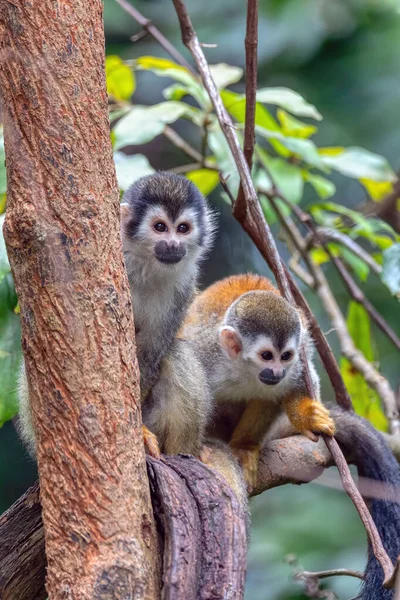 Linda Pareja Juguetona Mono Ardilla Centroamericano Saimiri Oerstedii Quepos Costa — Foto de Stock