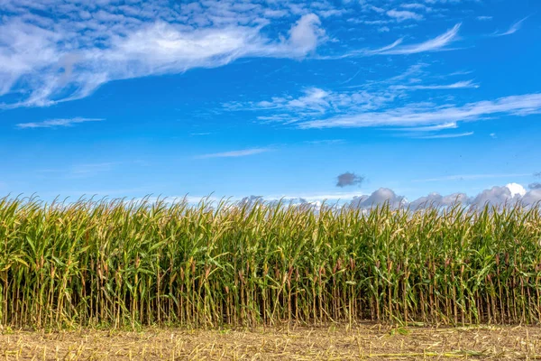 Fall Ripe Green Field Corn Growing Harvest Partially Harvested Blue — Stock Photo, Image