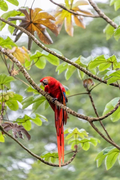 Scarlet Macaw Ara Macao Neergestreken Een Boom Quepos Wilde Dieren — Stockfoto