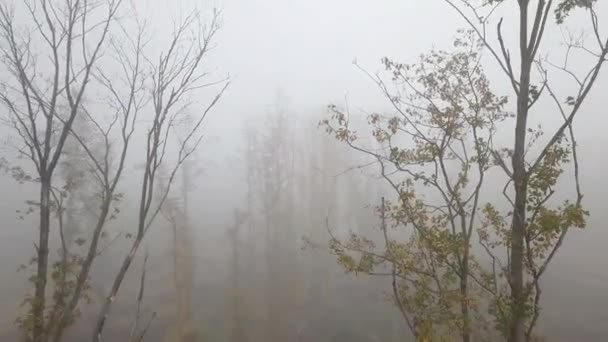 Luftaufnahme Von Herbst Sonnenaufgang Landschaft Traditionelle Herbst Landschaft Mit Aufgehender — Stockvideo