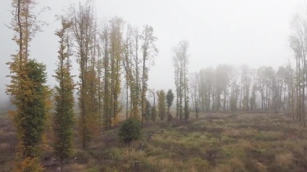 Luftaufnahme Von Herbst Sonnenaufgang Landschaft Traditionelle Herbst Landschaft Mit Aufgehender — Stockvideo