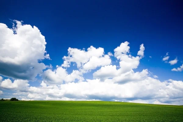 Frühling Feld von einem Gras bedeckt — Stockfoto